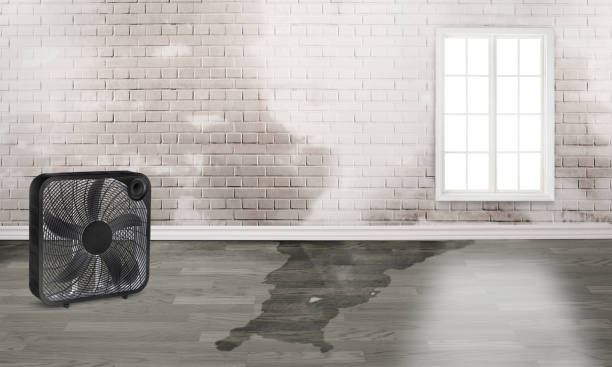 Best Commercial water damage restoration  in Peridot, AZ